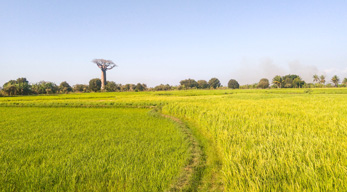 Rizières au niveau des villages Sakalava