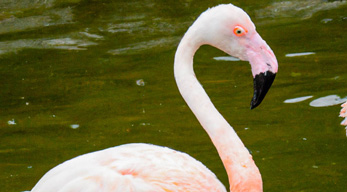 Flamant rose de Madagascar disponible dans le Circuit les Merveilles du pays vezo