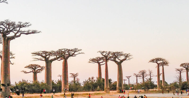 l’Allées des baobabs dans le circuit Ouest de Madagascar