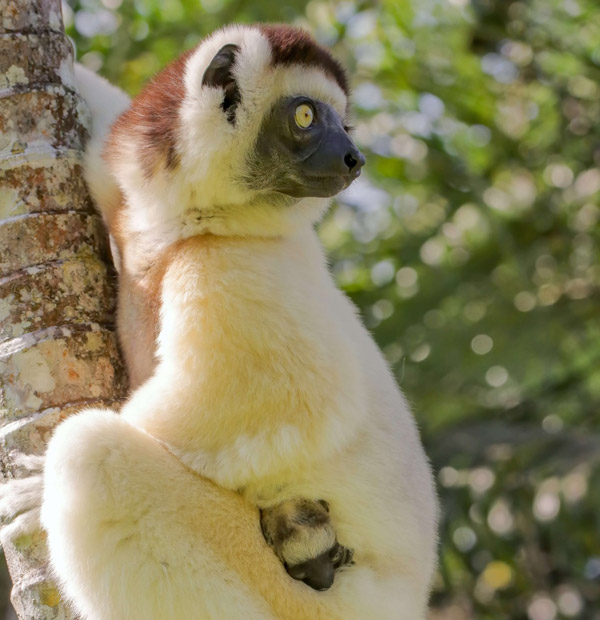 Le Sifaka,trésor de la Réserve de Kirindy