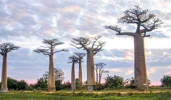 Avenue des Baobabs offre un spectacle époustouflant