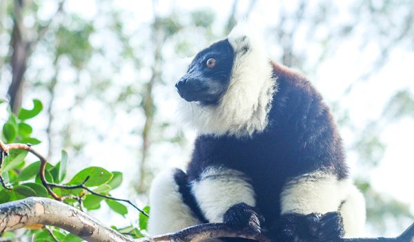 Rencontres avec les lémuriens lors du voyages Bien-être à Madagascar