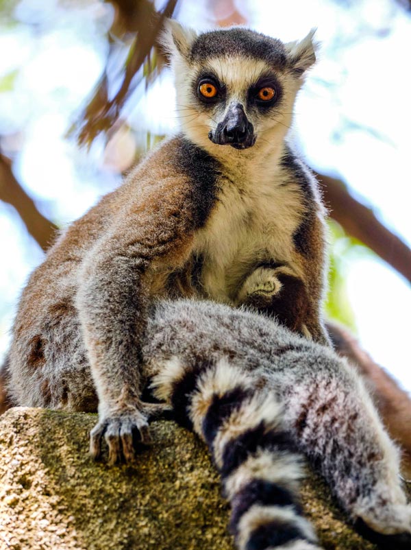 lémur catta - Madagascar