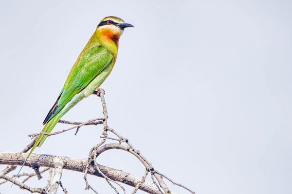 L'observation des oiseaux locaux est une activité courante pendant les voyages éco-responsables à Madagascar