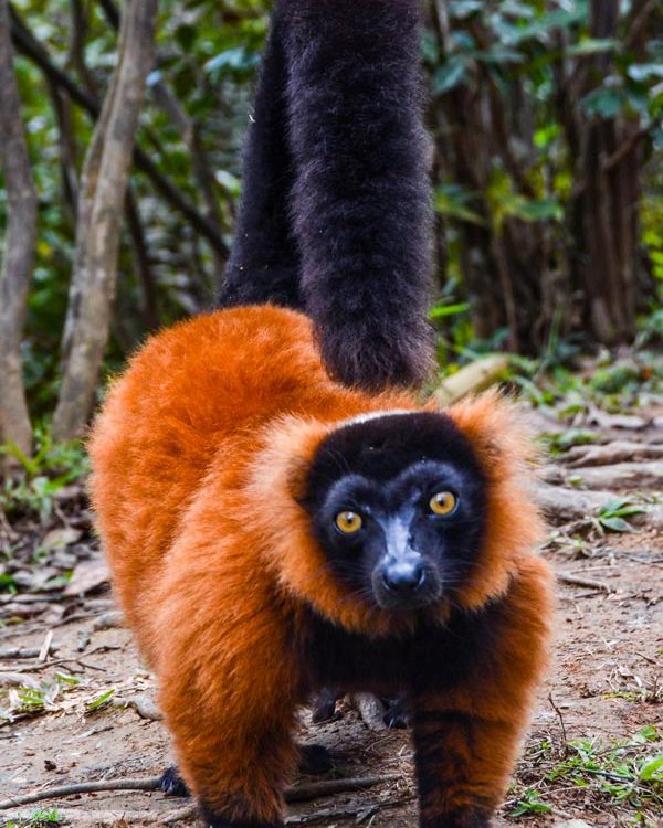 Observer les lémuriens dans le parc national Andasibe-Mantadia