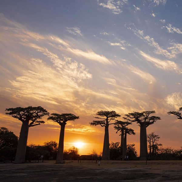 Visitez l'avenue des Baobabs pendant le circuit en famille à Madagascar