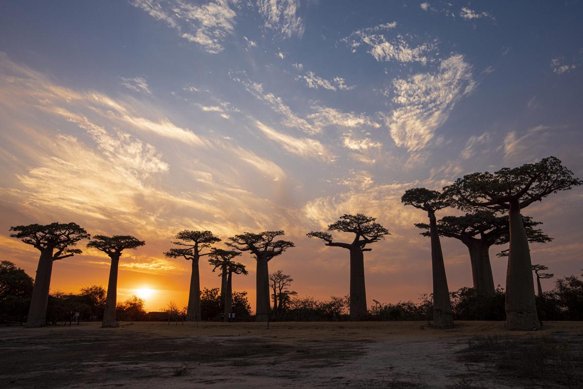 Réserve de kirindy et l’allée des baobabs en une journée