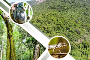 Circuit dans la forêt tropical de Madagascar avec Madagascar Circuits Tours
