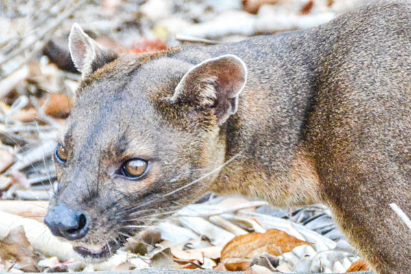 Fosa lors du circuit Sud-Ouest de Madagascar