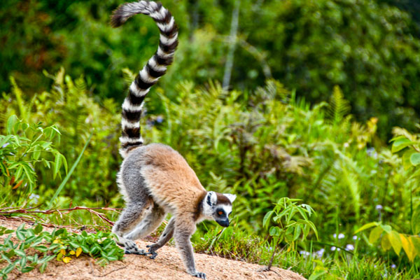 Lemur catta a la queue annelee