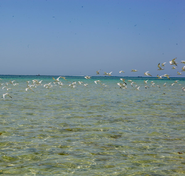 À la découverte des oiseaux marins de Nosy Tsarabanjina