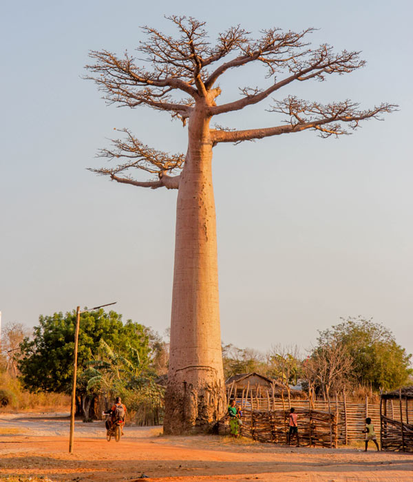 Baobab majestueux sur la route menant à Bekopaka