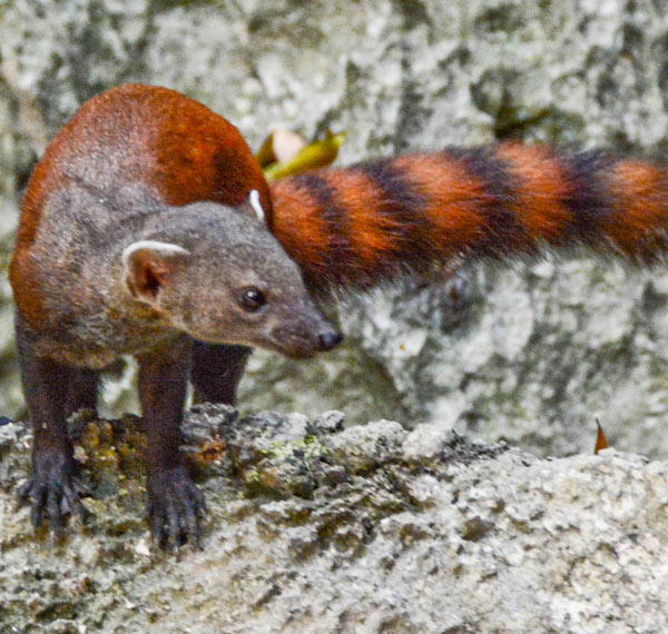Excursion à Antsiraraka à la découverte de la faune sauvage