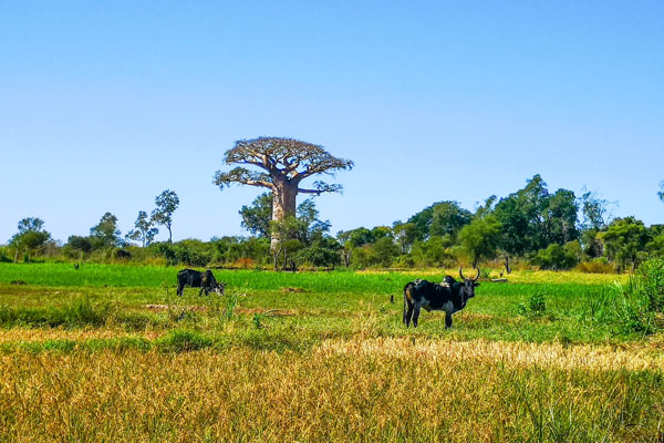 Excursion à Antsiraraka à la découverte des paysages et baobabs