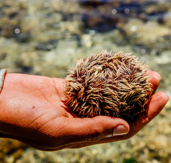 Récifs coralliens foisonnants de vie marine