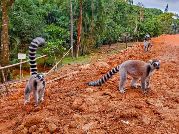 À la rencontre des lémuriens lors d’une excursion à Tolagnaro