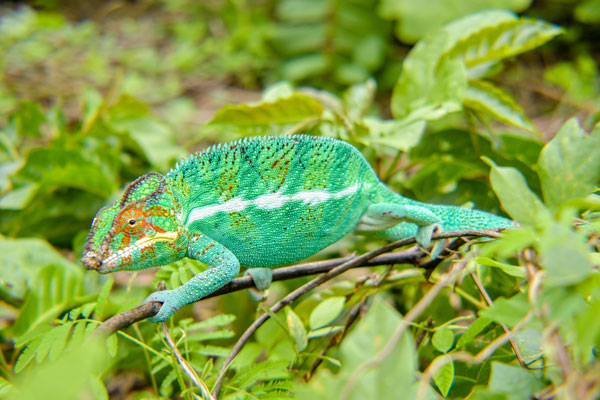 Decouverte fascinante des cameleons