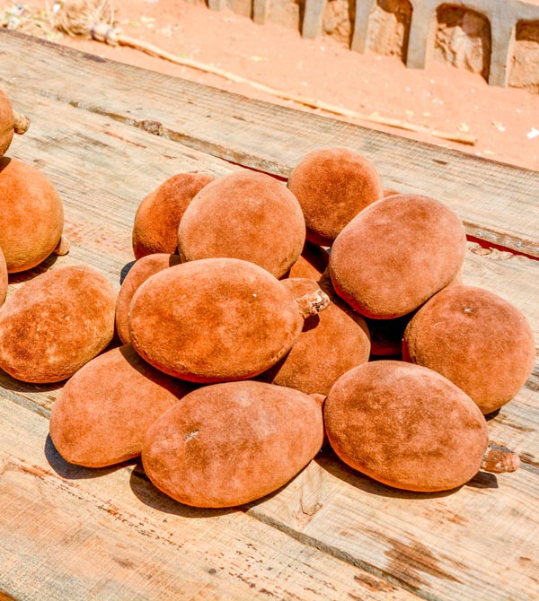 Dégustation du fruit de baobab lors d’une excursion à Morondava