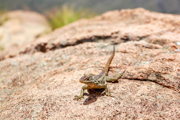 Excursion a Andringitra a la decouverte des lezards