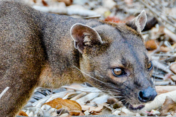 Excursion a Morondava a la rencontre du fossa