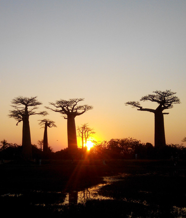 Excursion à Morondava au rythme des couchers de soleil