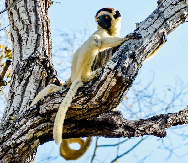 La rencontre des lémuriens dans leur habitat