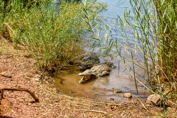 Observation des crocodiles avec Madagascar Circuits Tours