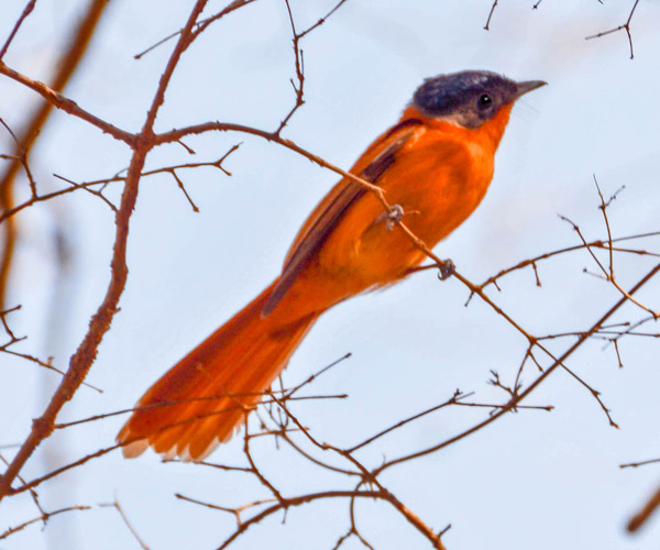 Observation d’oiseaux rares lors d’une excursion à Anjajavy