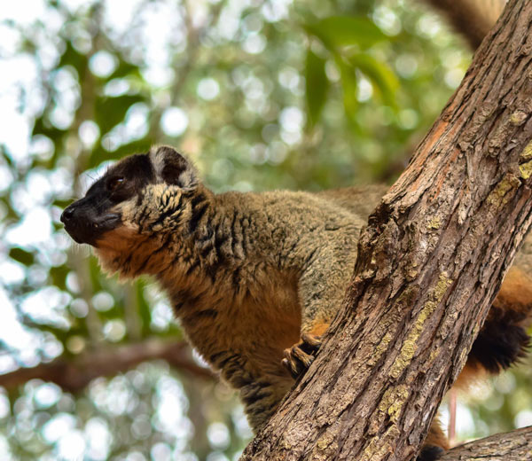 Rencontre avec les lémuriens à Mantasoa