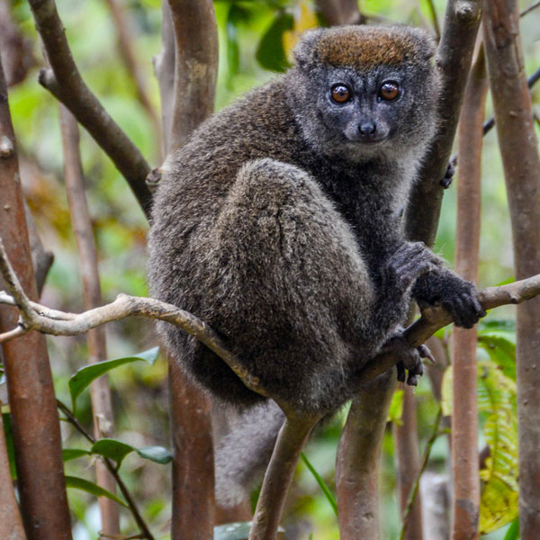 Rencontres uniques avec les lémuriens