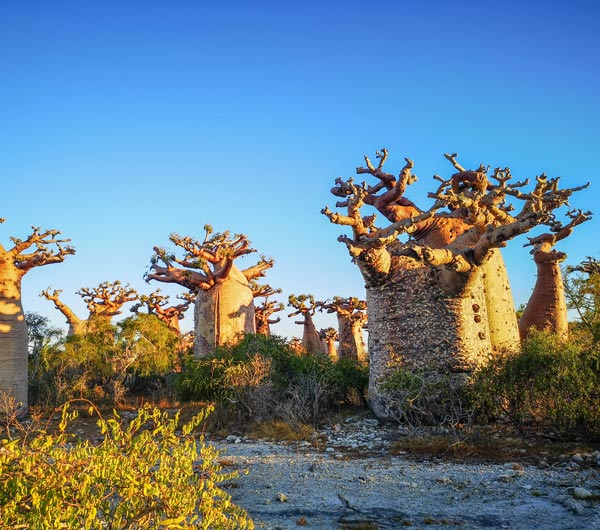 Voyage plus spécial avec Madagascar Circuits Tours