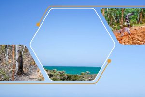 Excursion à Kirindy Mitea