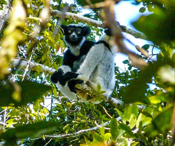 Circuit autotour à Madagascar à la rencontre des indri indri