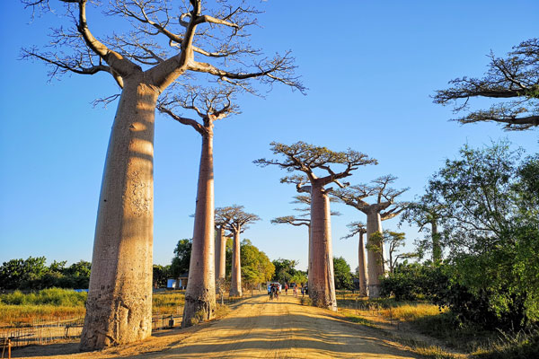 Circuit organisé à Madagascar passant par la célèbre Allée des Baobabs