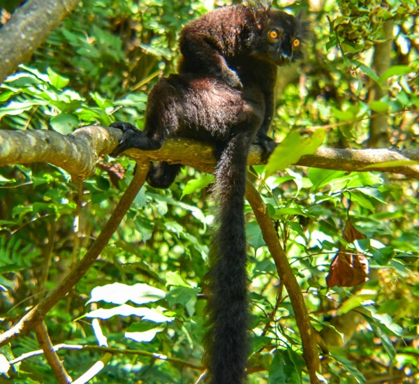 Excursion à Nosy Komba pour observer les lémuriens