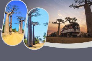 Excursion vers l’Allée des Baobabs