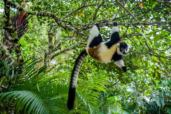 Observation des lémuriens lors d’un circuit organisé à Madagascar