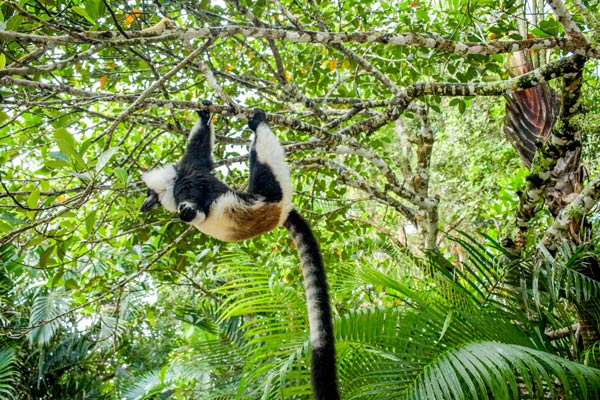 Observation des lémuriens lors d’une excursion à Manambato
