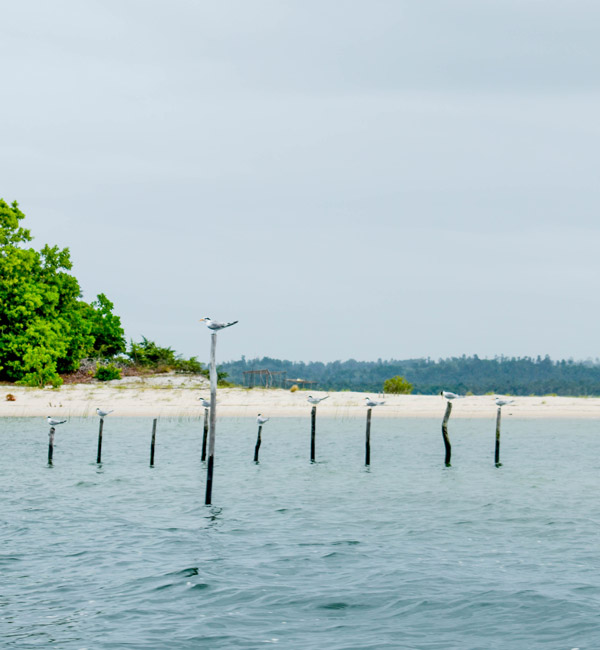 Observation des oiseaux lors d’une excursion à Manambato