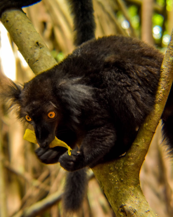 Rencontre et photographie des lémuriens en circuit individuel à Madagascar