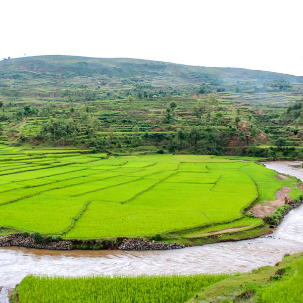 Rizieres verdoyantes des Hautes Terres
