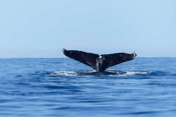 A la decouverte des baleines pendant trois jours a larchipel des Mitsio
