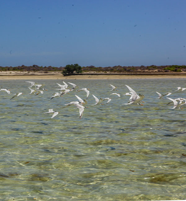 Trois jours d’observation ornithologique à l’archipel des Mitsio