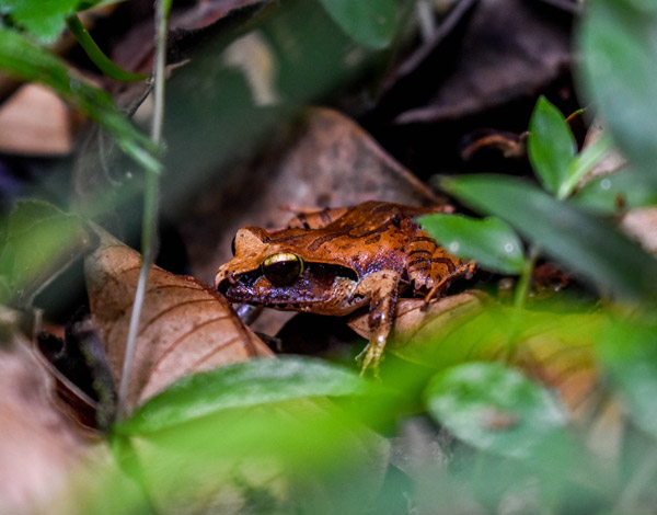 À la rencontre des espèces de grenouilles