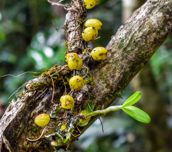 Découverte des orchidées de la Montagne d’Ambre en une journée