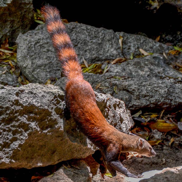 Excursion au Tsingy de Bemaraha à la rencontre de la galidie élégante