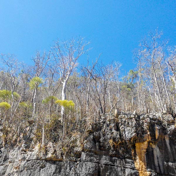 Excursion au Tsingy de Bemaraha à travers la forêt sèche