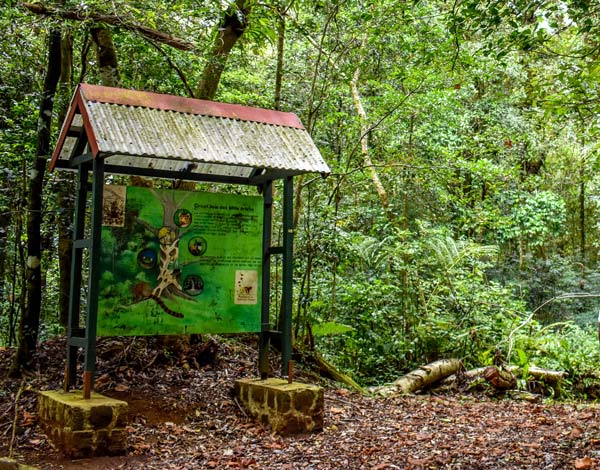 Excursion d’une journée à la Montagne d’Ambre à travers une forêt dense