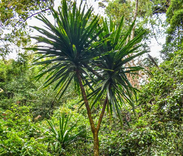 Immersion dans la forêt pluviale de la Montagne d’Ambre