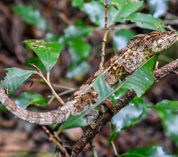 Observation des caméléons à la Montagne d’Ambre en une journée